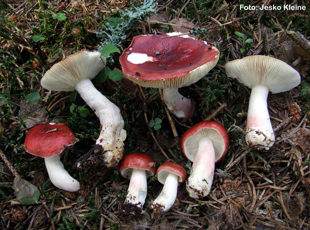 Rote Russula aus GebirgsHöhenlagen und mit oder